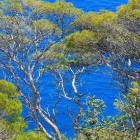 Pine Trees On Edge Of Cliff Above Sea.