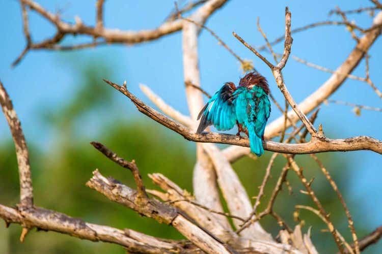 Nature and birdwatching