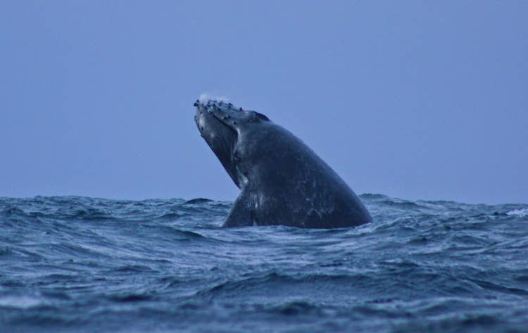 blue-whale-at-top
