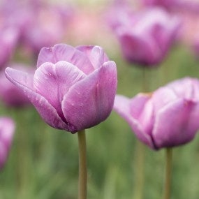 thulip
