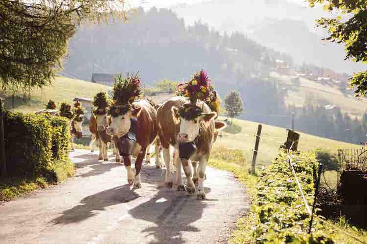 Alpine Cattle Descent