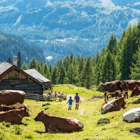 Alpine Pasture with Cattle